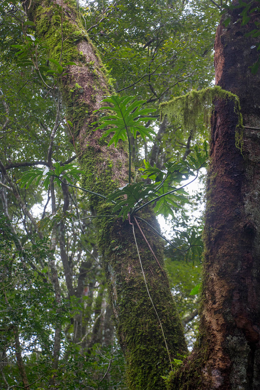 Bromelien gewinnen ihre Nahrungsmittel aus der Luft 