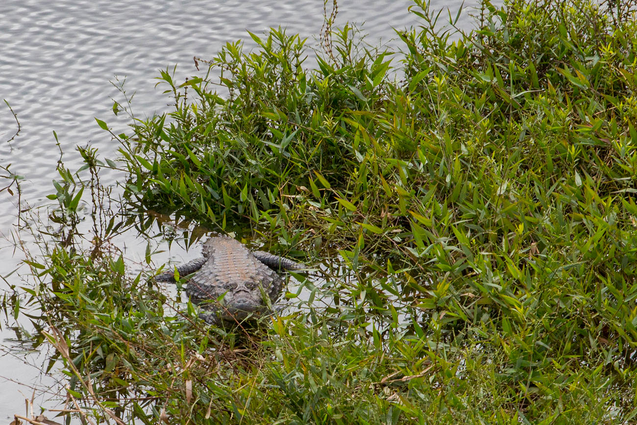 ... und der zugehörige Caiman 