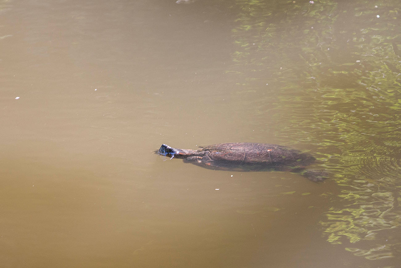 Wasserschildkröte