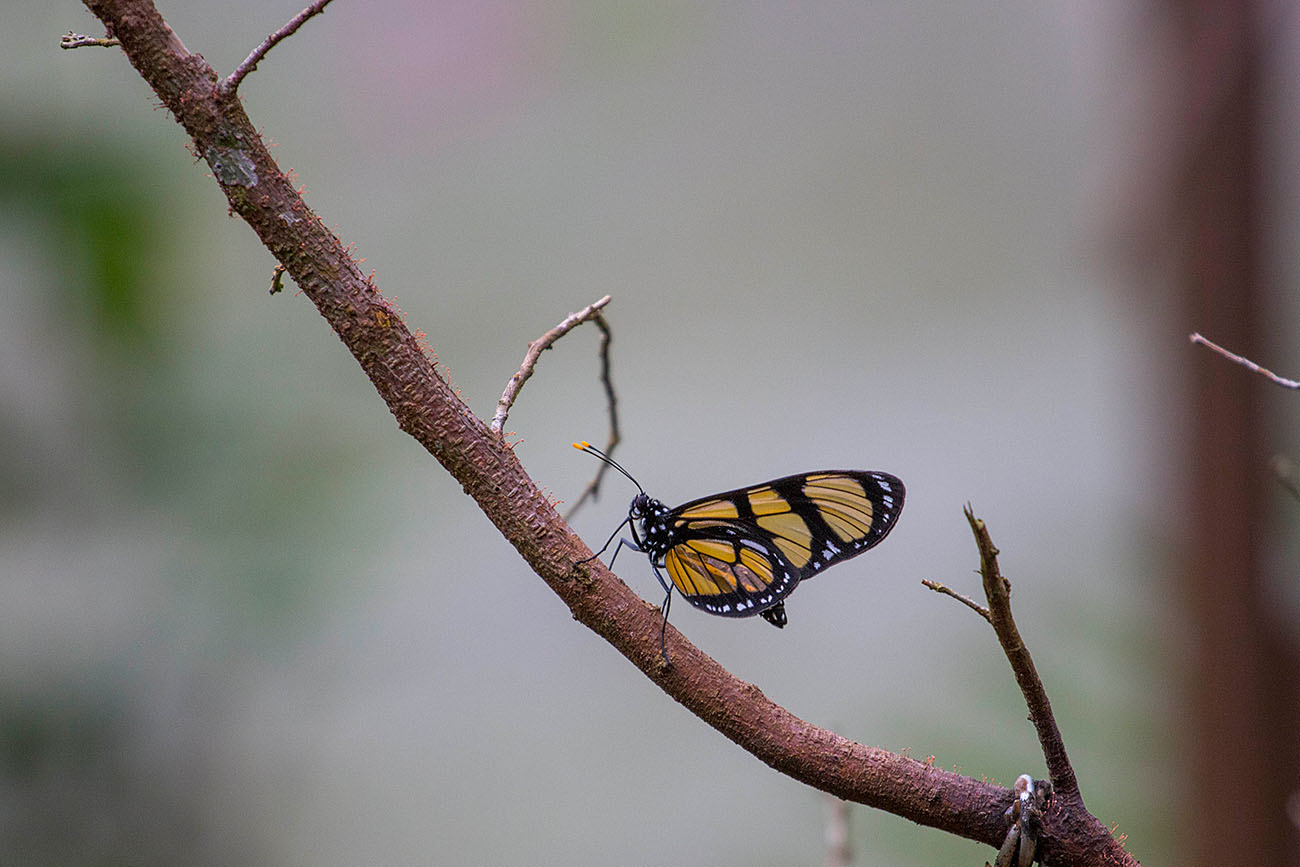 Schmetterling