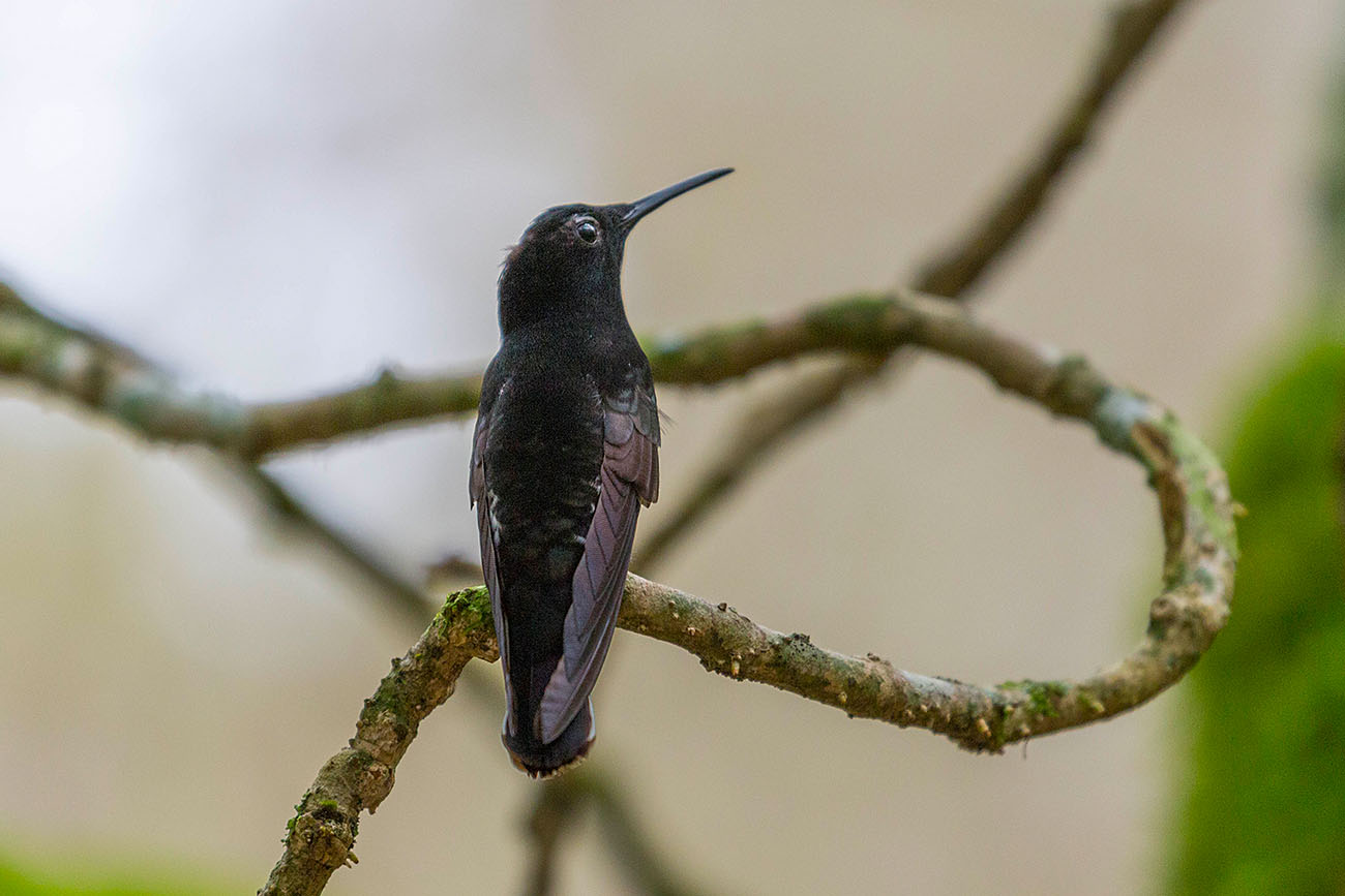 Kolibri