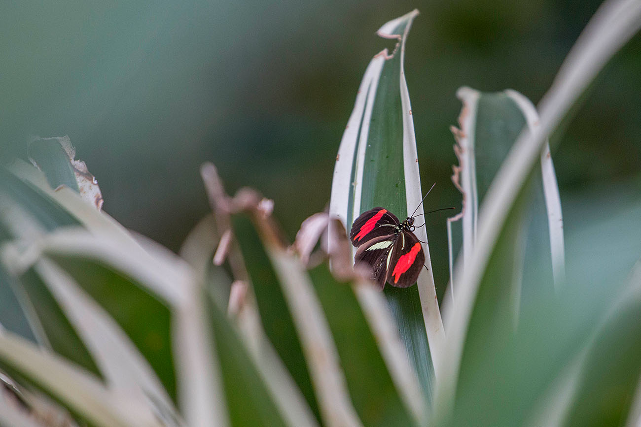 Schmetterling