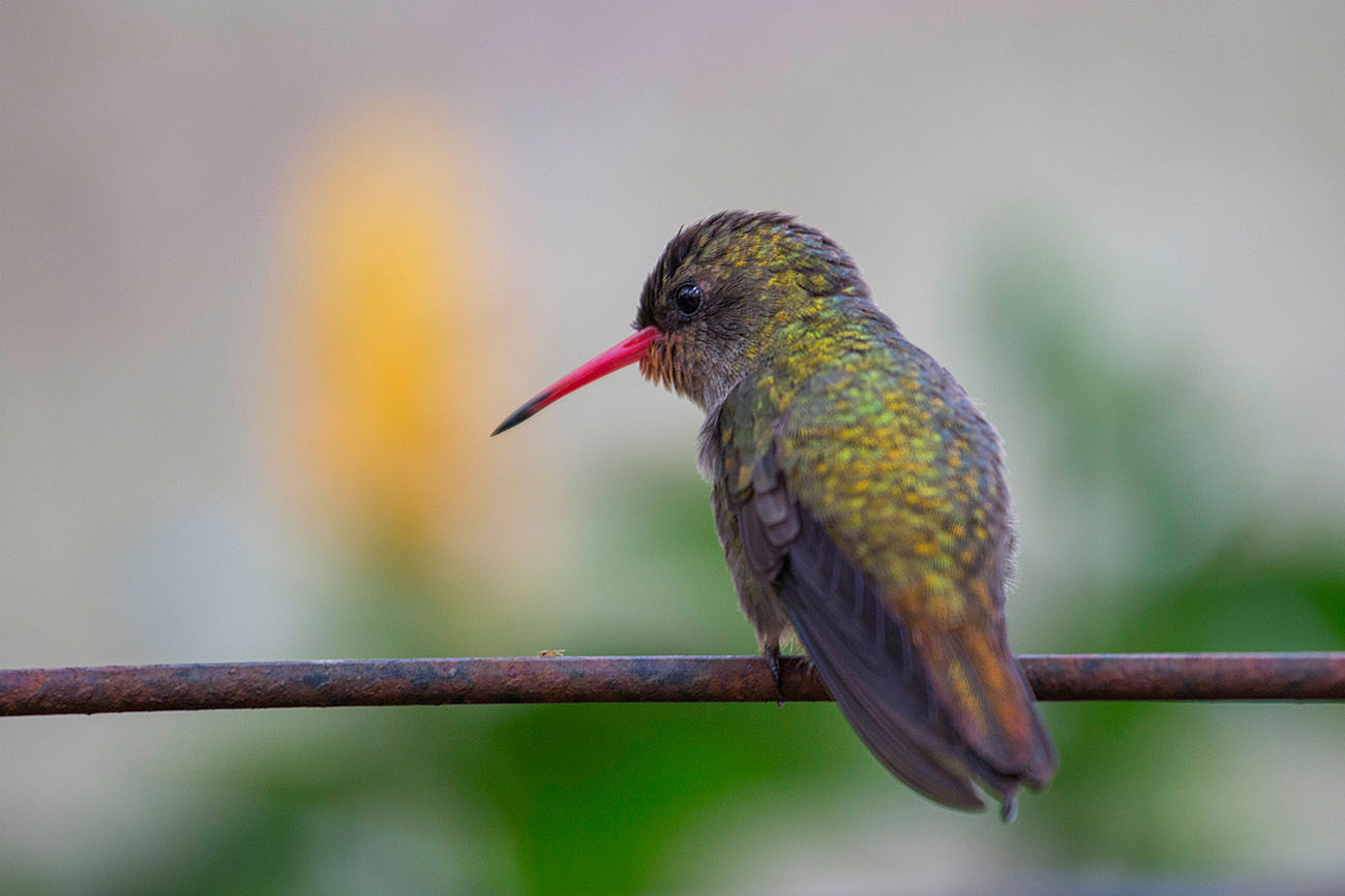 Kolibri