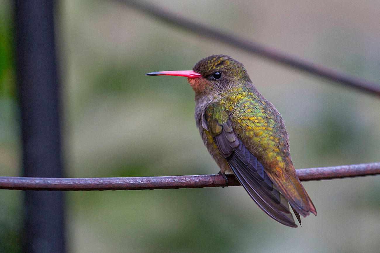 Kolibri