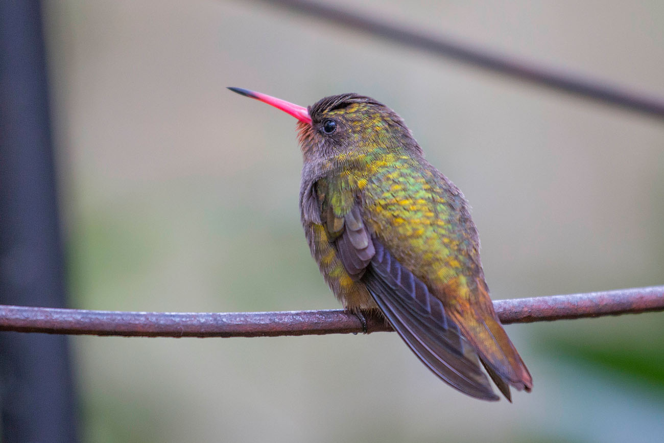 Kolibri