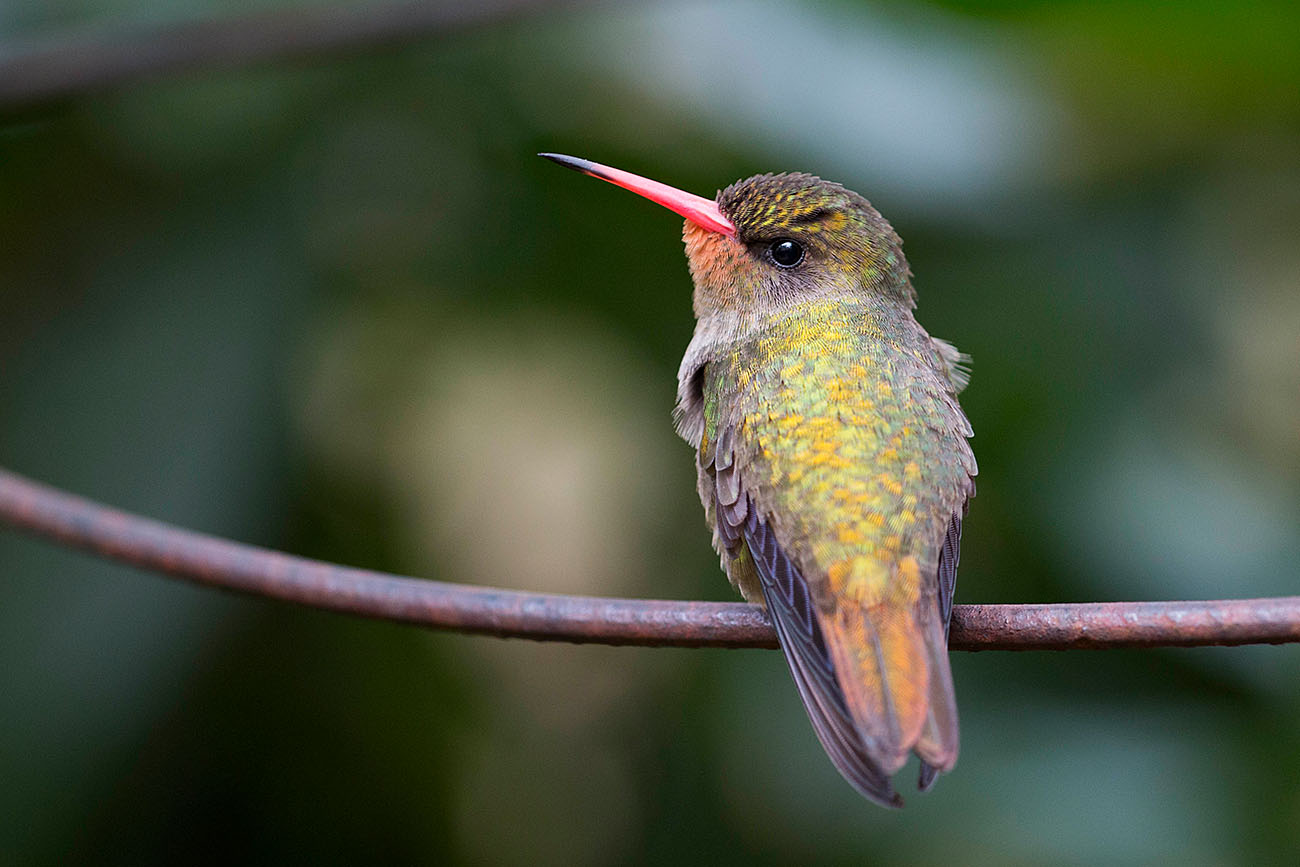 Kolibri