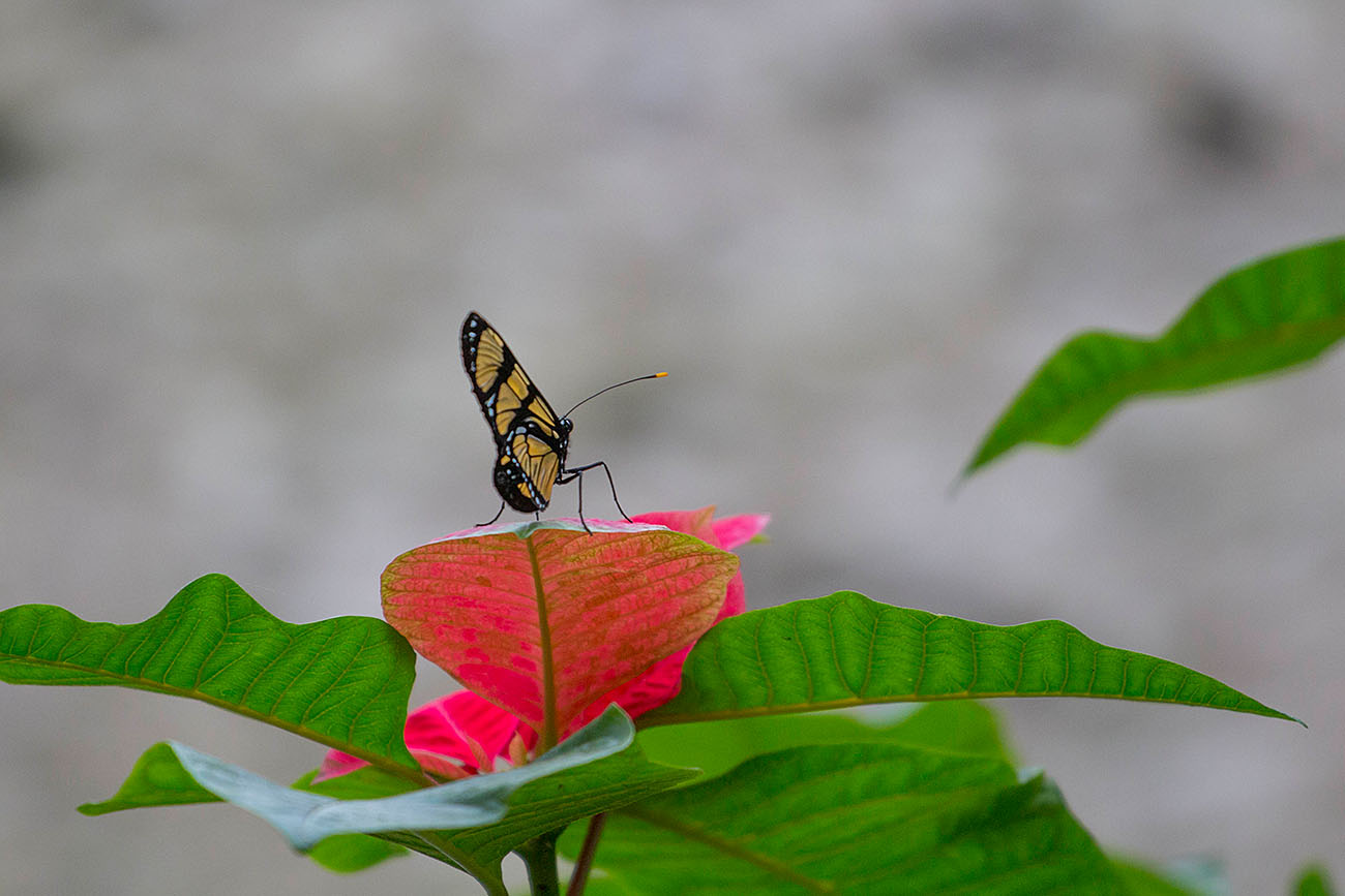 Schmetterling