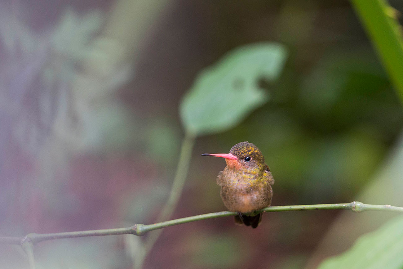 Kolibri
