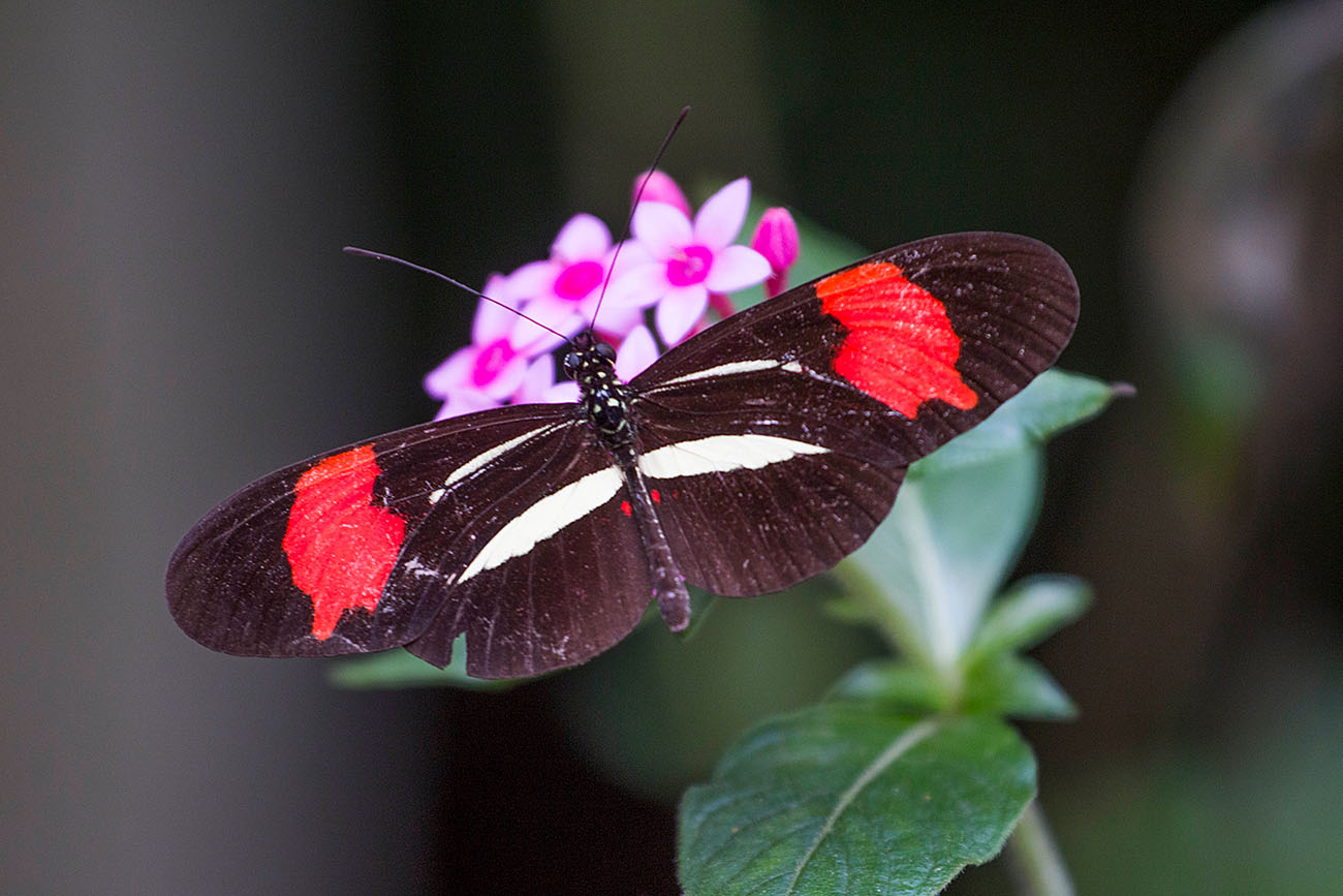Schmetterling