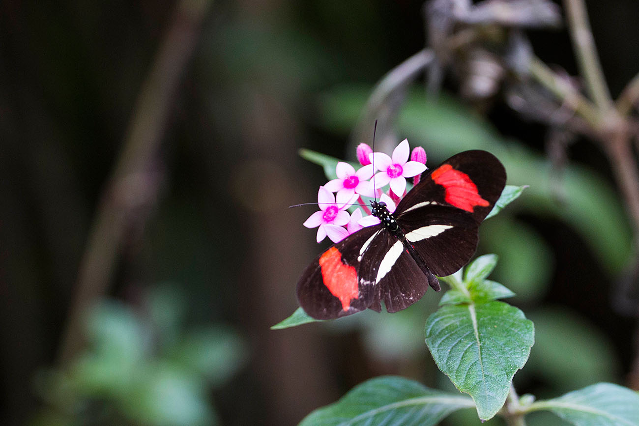 Schmetterling