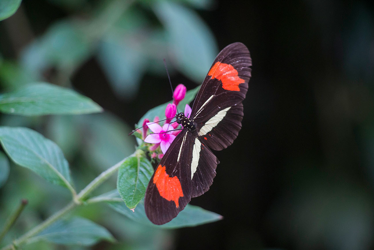 Schmetterling