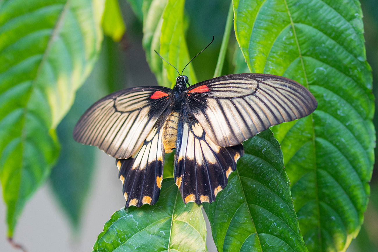 Schmetterling