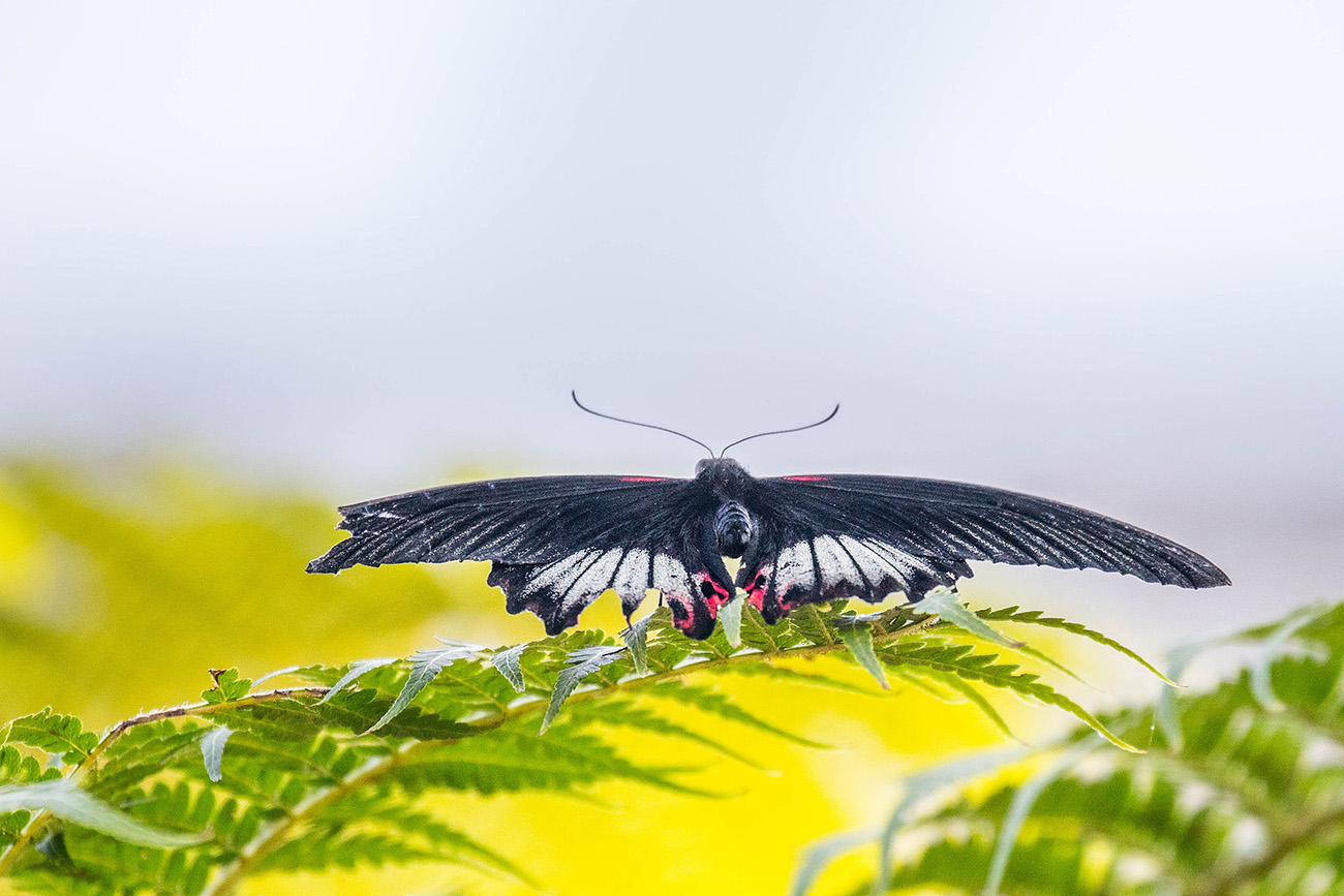 Schmetterling