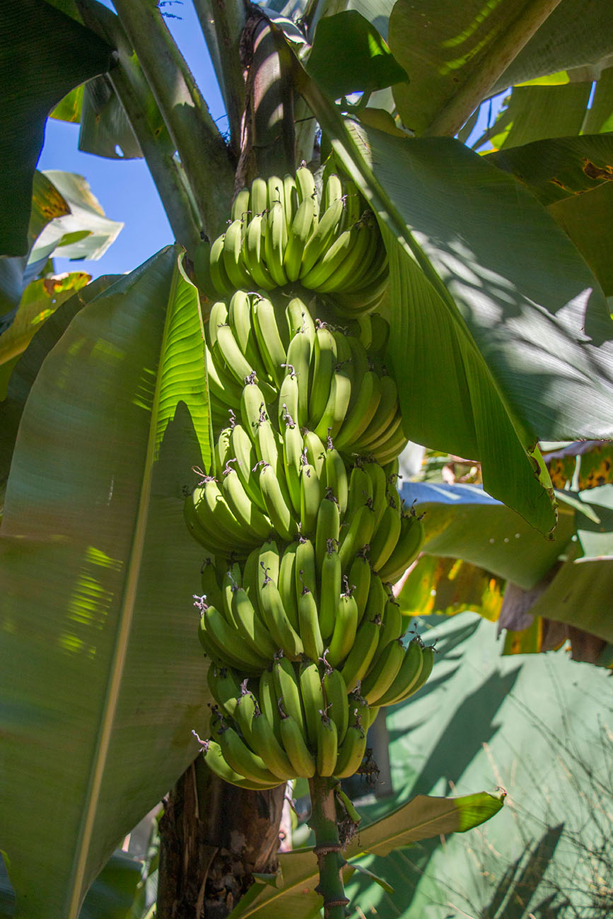 Bananen ... 
