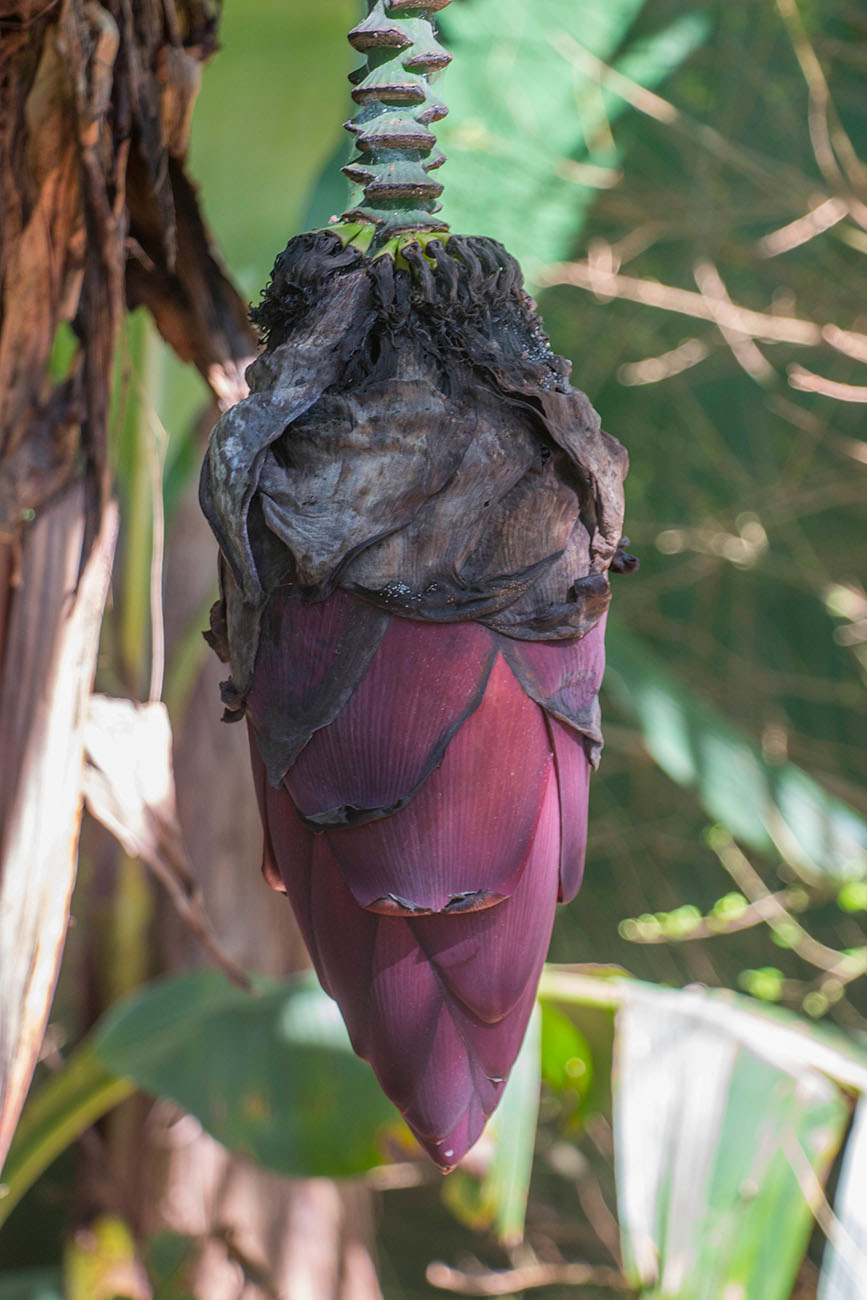 ... und deren Blüte 