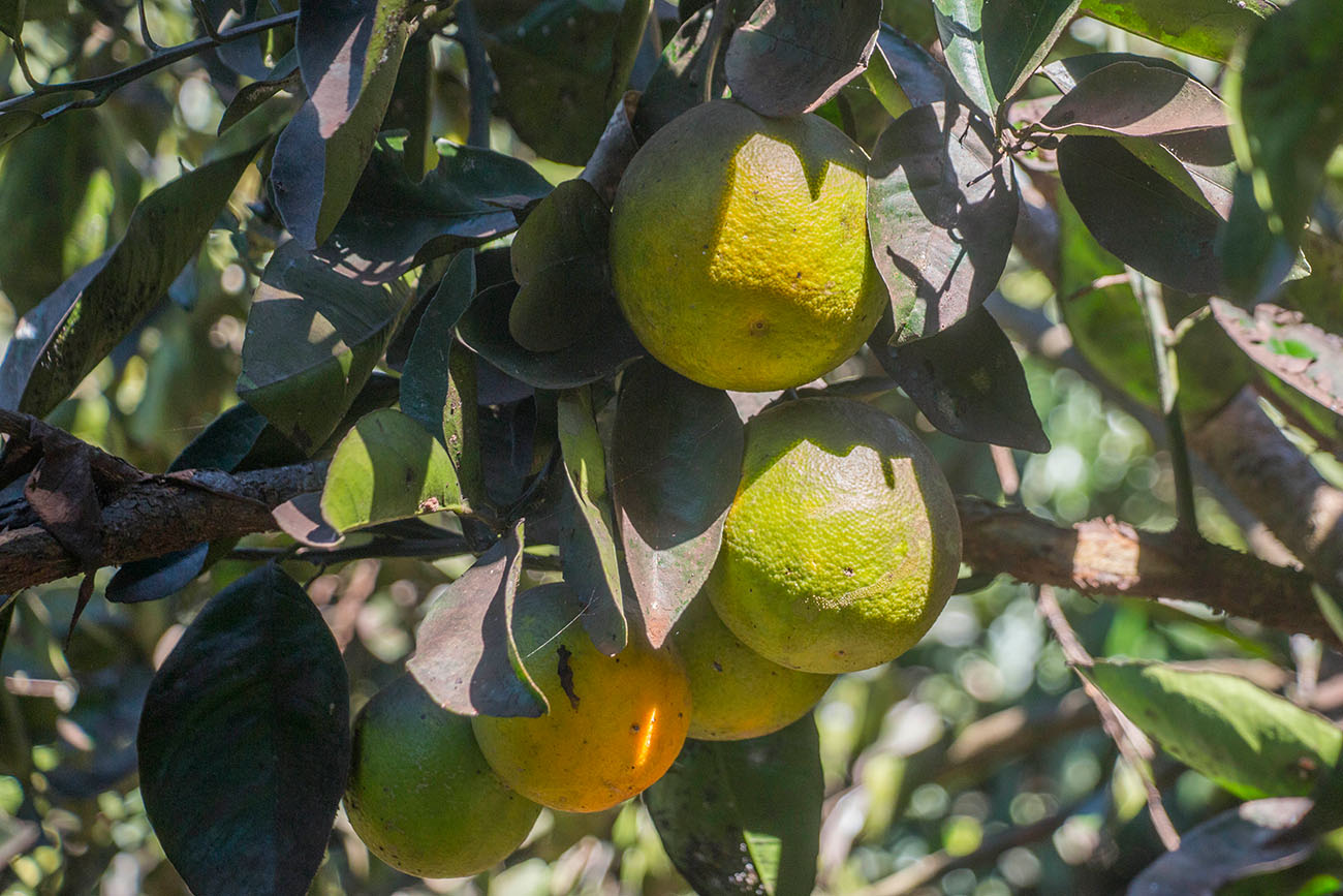 Wilde Orangen 