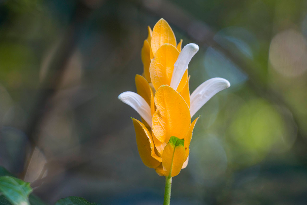 Blüte eines Strauches 