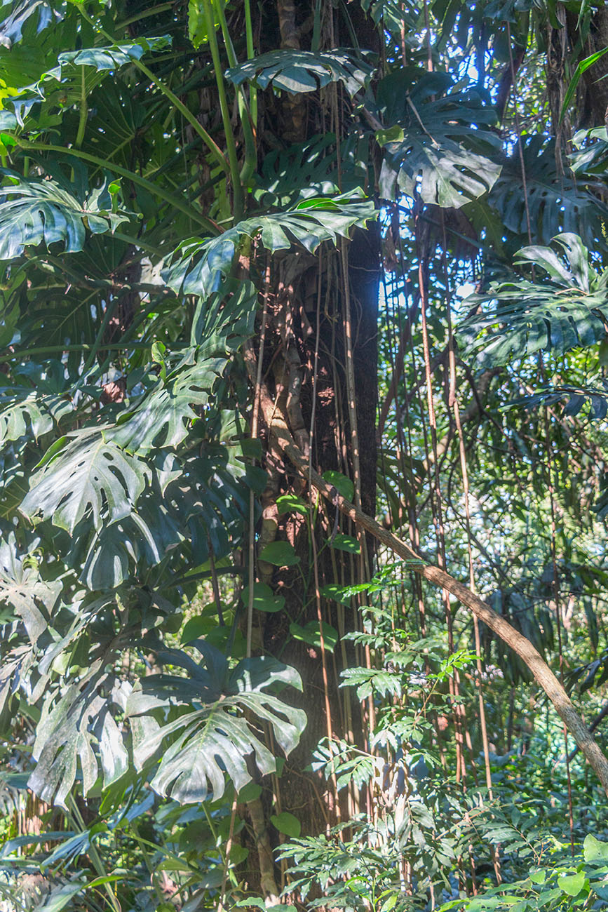 Das "Köstliche Fensterblatt" (Monstera deliciosa) mit Luftwurzeln wird hier riesengroß 
