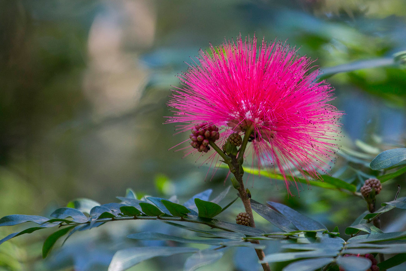 Köpfchenförmiger Blütenstand von Calliandra carbonaria