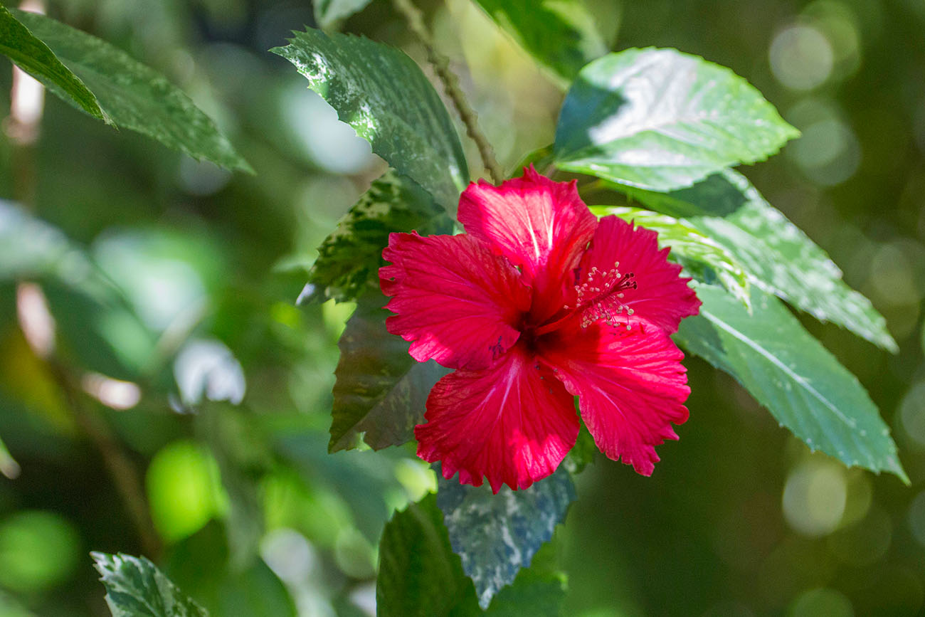 Hibiskus